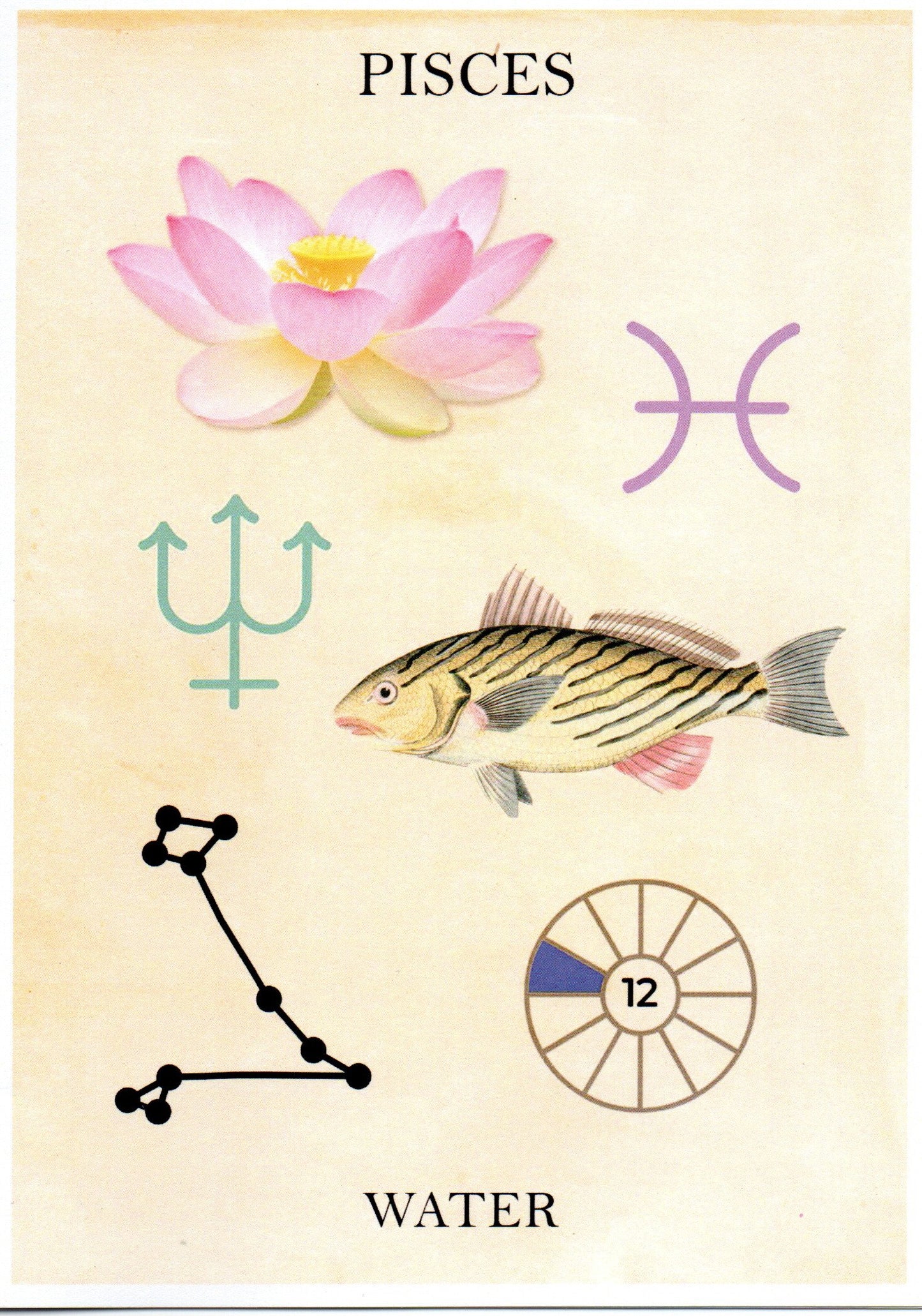 Zodiac Greeting Card by MF Cardamone
