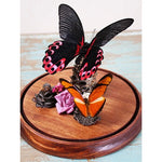 Papilio Rumanzovia in A Decorative Dome