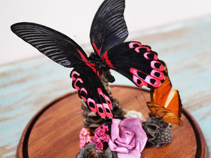 Papilio Rumanzovia in A Decorative Dome