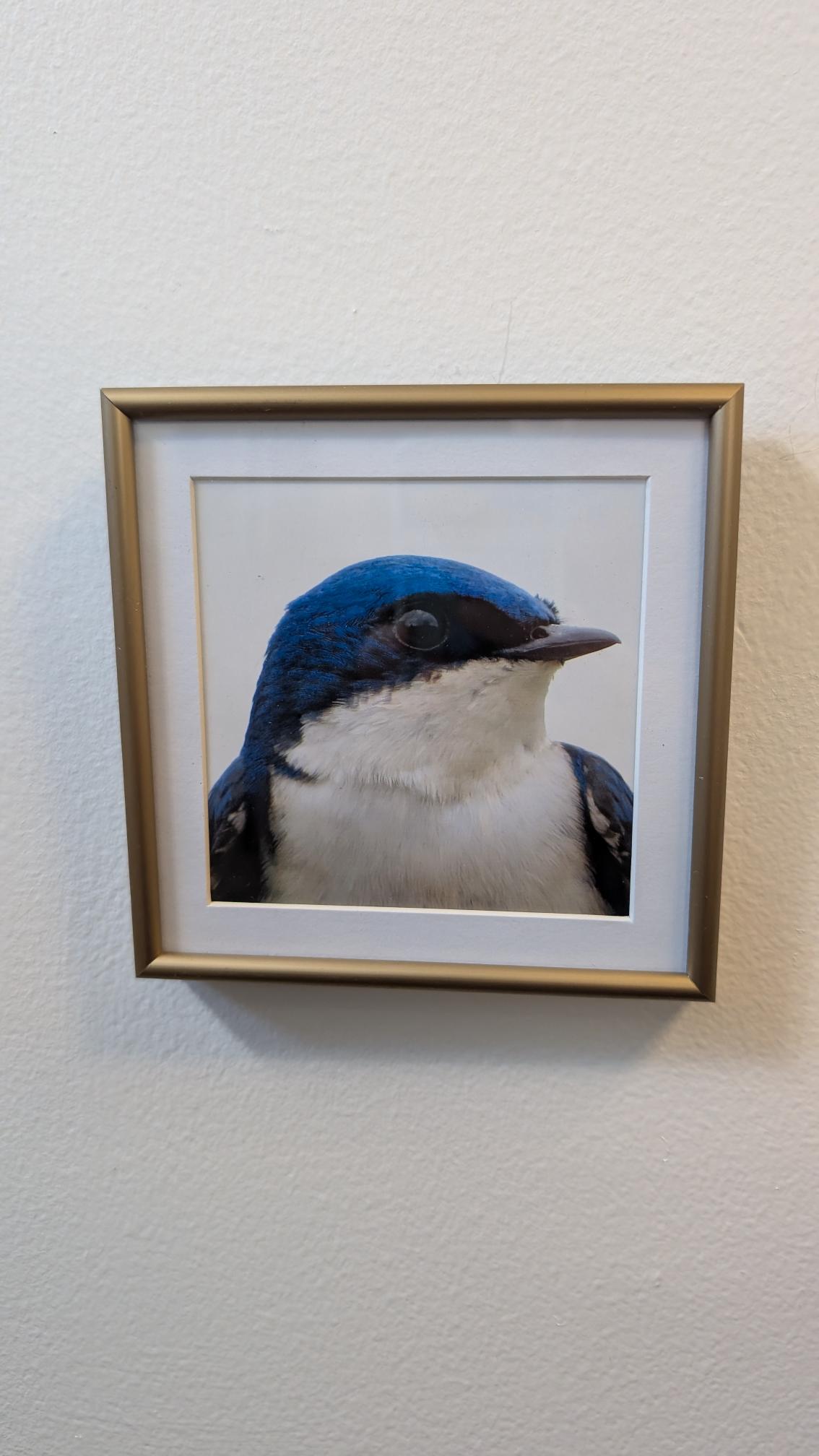 Luisa Ossa: Tree Swallow 1