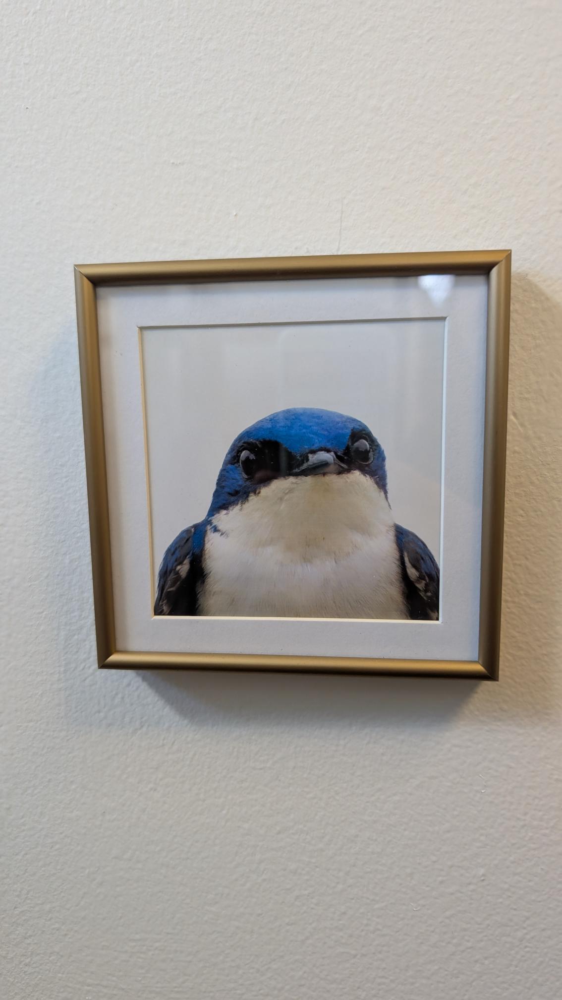Luisa Ossa: Tree Swallow 2