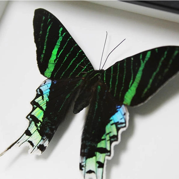 Urania Leilus in A Frame