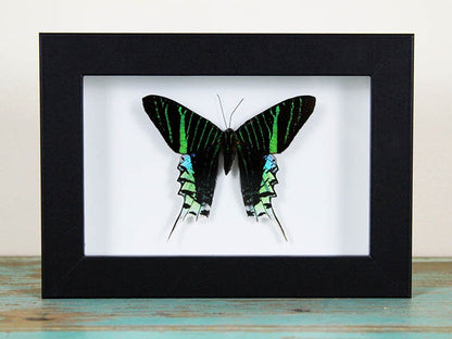 Urania Leilus in A Frame