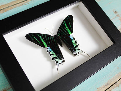 Urania Leilus in A Frame