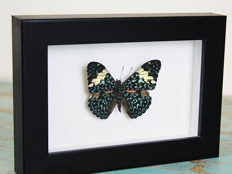 Red cracker butterfly in a frame