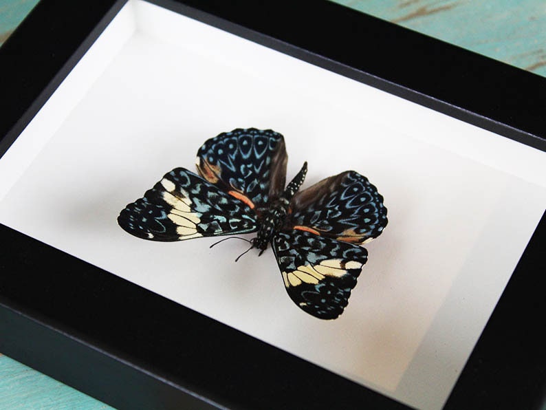 Red cracker butterfly in a frame