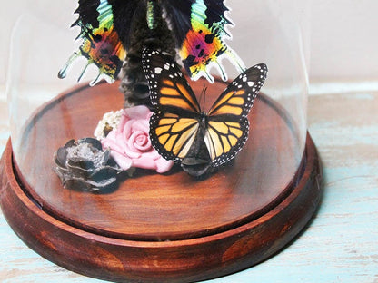 Urania ripheus Moth in a Decorative Dome