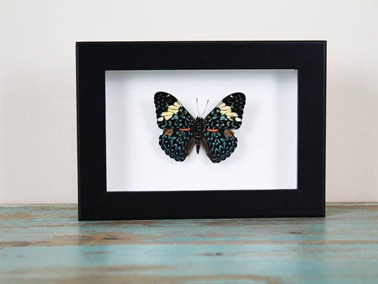 Red cracker butterfly in a frame