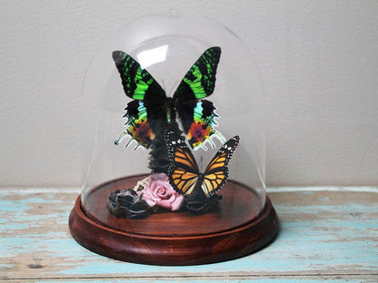 Urania ripheus Moth in a Decorative Dome