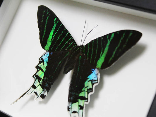 Urania leilus in a Frame