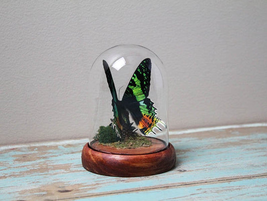 Urania ripheus or Sunset Moth in a Dome