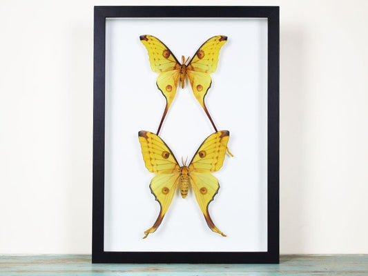 A Pair of Comet Moths in a Frame