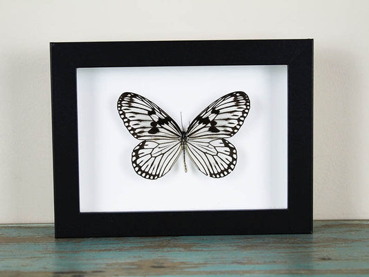 Wood nymph butterfly in a frame