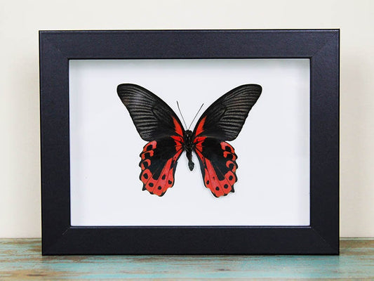 Scarlet Mormon in a Frame