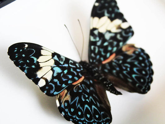 Red cracker butterfly in a frame