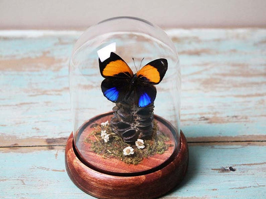 Dotted Glory butterfly in a dome