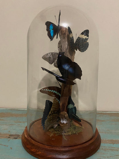 Multi-butterflies in a XLarge Glass Dome