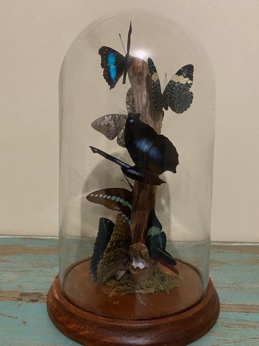 Multi-butterflies in a XLarge Glass Dome