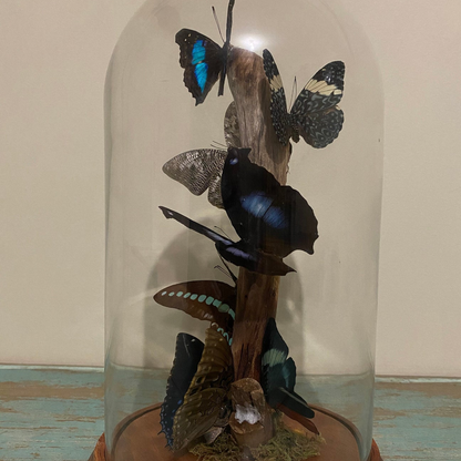 Multi-butterflies in a XLarge Glass Dome