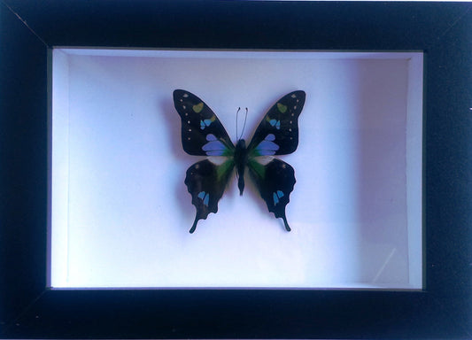 Graphium Weiskii Butterfly in a Frame