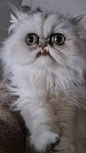 Ugly Cat Drawing Contest Sign Up