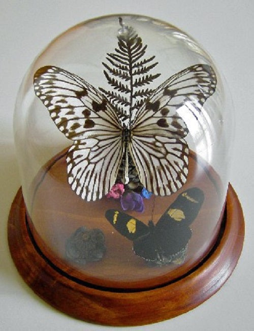 Wood Nymph Butterfly, Idea leuconoe, in a Dome